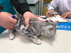 -中农大我爱我爱动物医院·核磁CT·猫病·24小时夜诊中心(石佛营店)