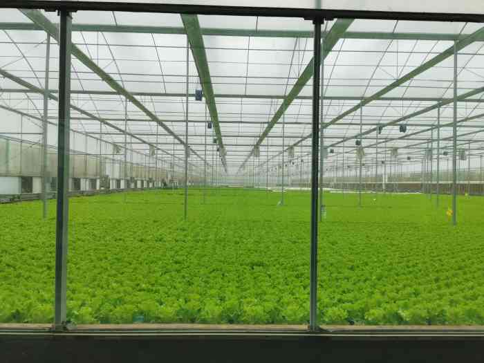 广州绿沃川高新农业科技有限公司-"又来空中草莓园喇!