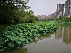 -金山公园