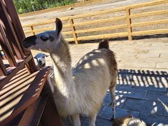 -鄂尔多斯野生动物园