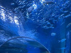 -海合安成都极地海洋公园