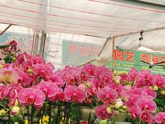 -江阴花鸟市场