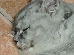 -瑞派康怡24h宠物医院·犬猫医疗中心·微创绝育(瑞景分院)