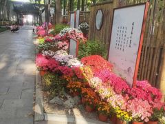 -上海醉白池公园