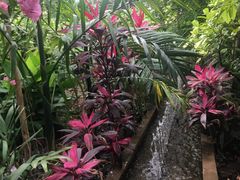 -呀路古热带植物园
