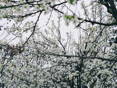 -国际非物质文化遗产博览园