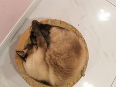 -三花喵·撸猫购宠·宠物生活馆(虹桥南丰城店)