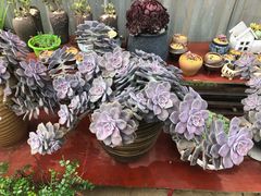 -杨林闻老三酸菜鱼(总店)