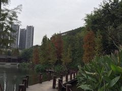 -重庆彩云湖湿地公园