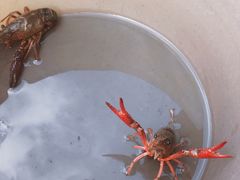 -同銮特种养殖场·龙虾垂钓