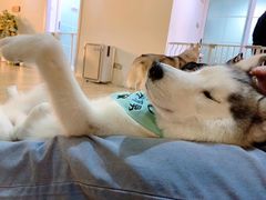 -Husky Go! 哈士奇体验馆·宠物咖啡厅狗咖