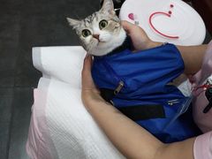 -宠爱国际动物医院· 猫科· 外科·中兽医(长白店)
