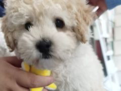 -顺强宠物诊所·狂犬免疫·夜诊·骨科(嘉定店)