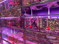 -大自然花鸟鱼虫市场