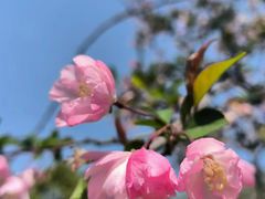 -桃花堤公园