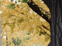 -三里屯东五街银杏大道