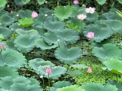 -荔湾湖公园