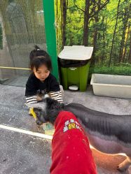 -神奇动物撸宠馆·羊驼·小浣熊·异宠(豫园店)