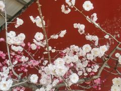 -红螺寺