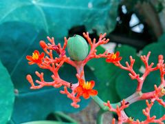 -华南国家植物园-售票处