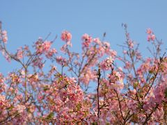 -天适樱花悠乐园