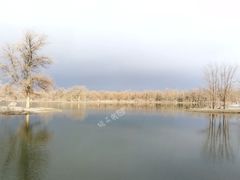 -金塔沙漠胡杨林景区