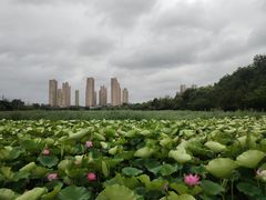 -前关湿地公园