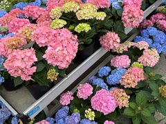 -上海鲜花港