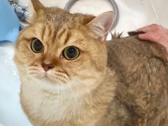 -momokira米努特·德文卷毛猫·棉花面纱犬