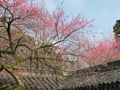 -杭州植物园