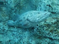 -芜湖新华联大白鲸海洋公园