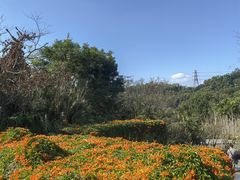 -深圳仙湖植物园