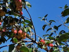 -大兴滨河森林公园