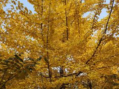 -长白岛森林公园