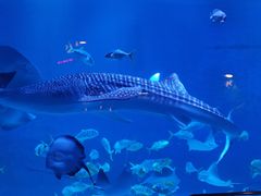 -烟台海昌鲸鲨海洋公园