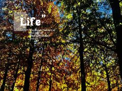 -春花秋色城市公园