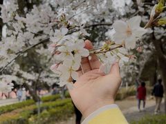 -武汉大学-樱园