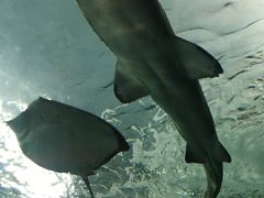 -瑞普利水族馆