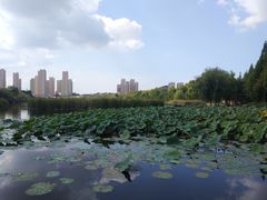 -前关湿地公园