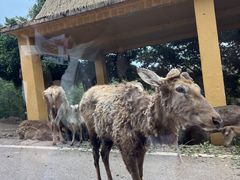 -乐和乐都动物主题乐园