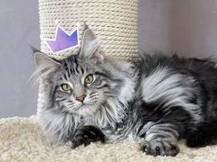 -十年猫舍·猫咪专门店(普陀店)