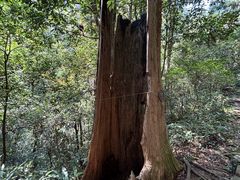 -天目山大树王景区