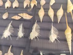 -上海海洋大学鱼文化博物馆(军工路校区)