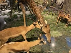 -国家自然博物馆