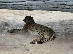 -北京野生动物园