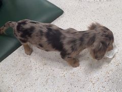 -帕帕拉兹宠物(亚洲旗舰店)