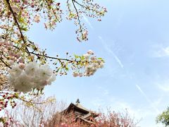 -西安青龙寺遗址景区