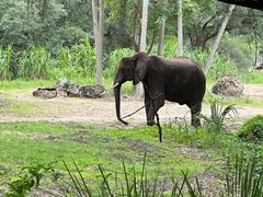 -奥兰多迪士尼动物王国乐园