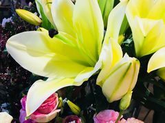 -卓花境Flowerwonderland花店