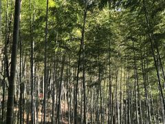 -上海佘山国家森林公园天马山园